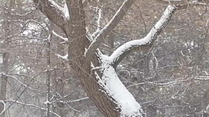 风雪交加寒风凛冽