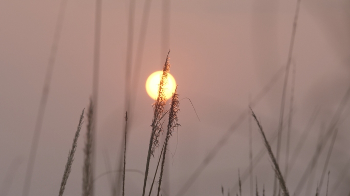 朝阳、日出、夕阳、芦苇