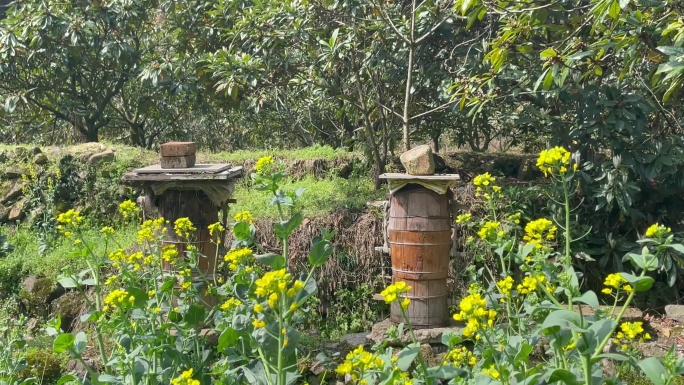 春天农村田间地头养蜂人蜂箱蜜蜂采蜜油菜花
