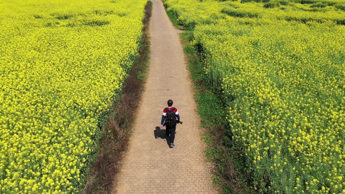 摄影师在油菜花海中行走