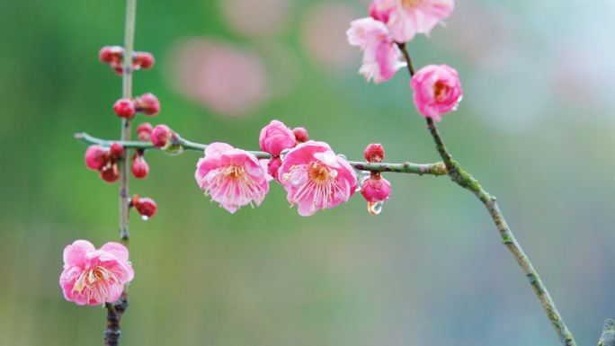 踏雪寻梅 雨雪中的梅花3