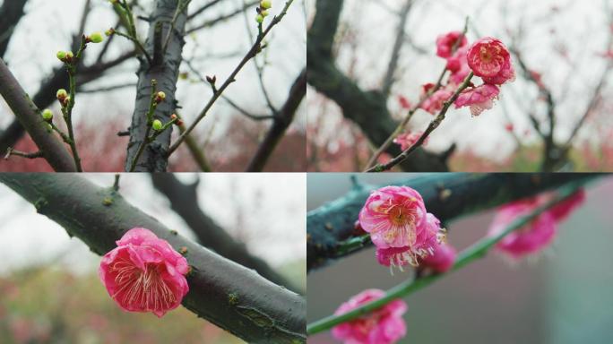 踏雪寻梅 雨雪中的梅花3