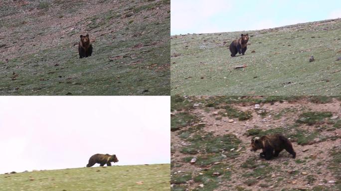 高原上野生灰熊奔跑 实拍