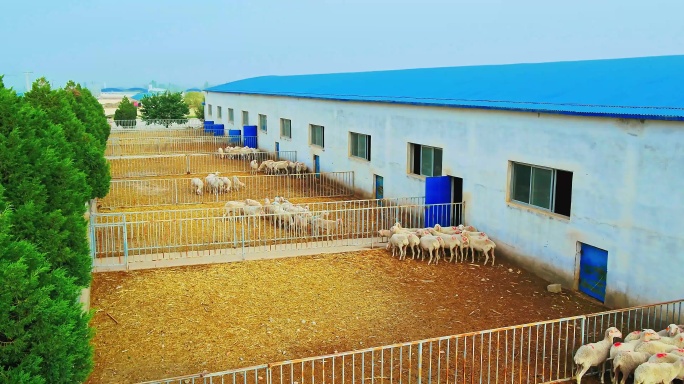 4k航拍现代农业畜牧业牛羊养殖厂