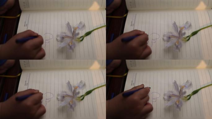 蝴蝶花画画叶子日本鸢尾绘画植物写生50帧