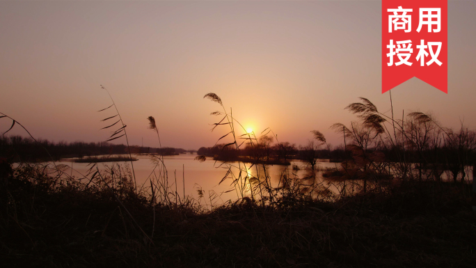 河流之上夕阳余晖芦苇精品素材