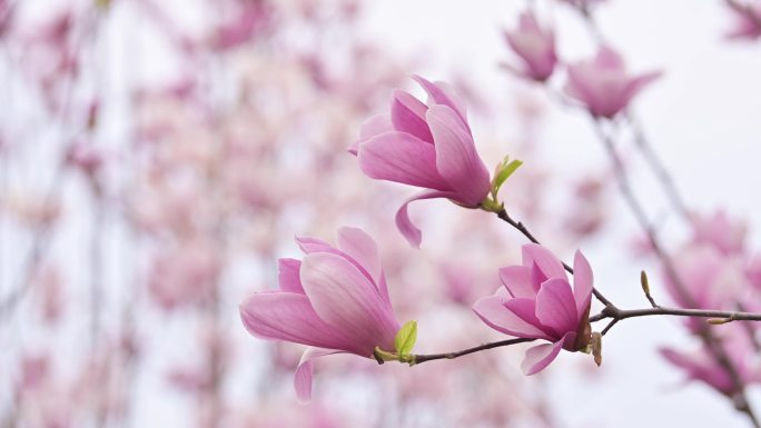 春暖花开紫玉兰花艳丽绽放春色满园