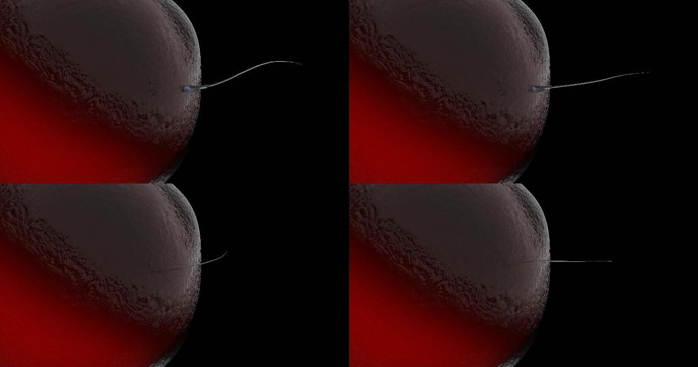 单个精子细胞穿透人类卵细胞膜