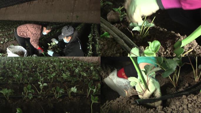 农民在大棚内栽植草莓幼苗农业