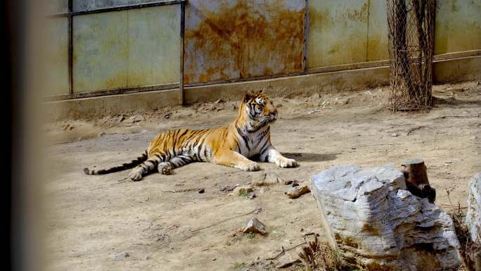 动物园里的猛兽狮子老虎实拍