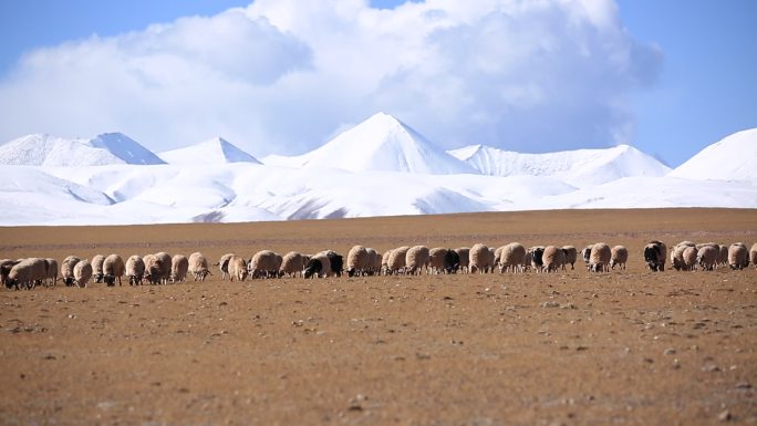 青藏高原上 羊群与雪山