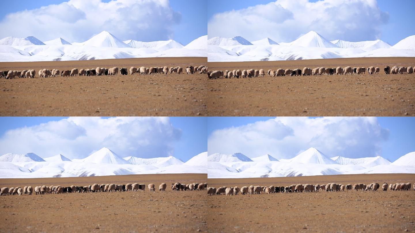 青藏高原上 羊群与雪山