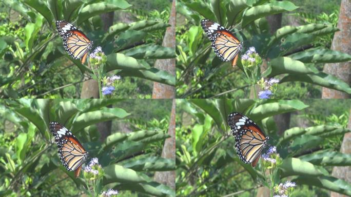 美丽霸气的虎斑蝶