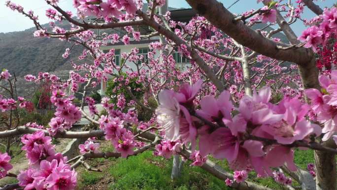 桃花开乡村果园春色满园花朵娇艳