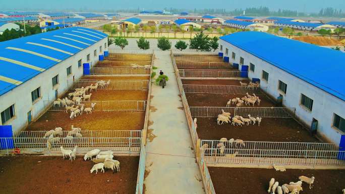 4k航拍现代农业畜牧业牛羊养殖厂