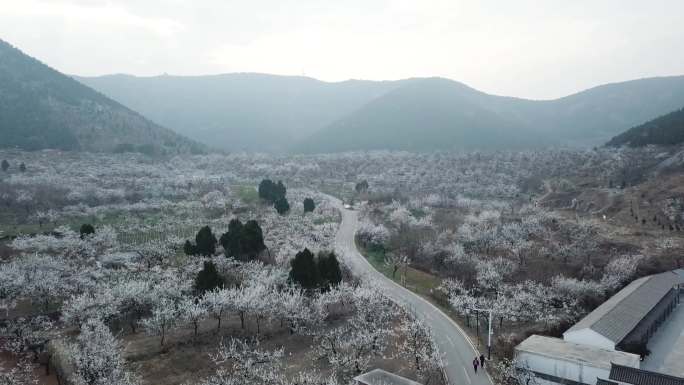 春天航拍杏花山林大场景空境