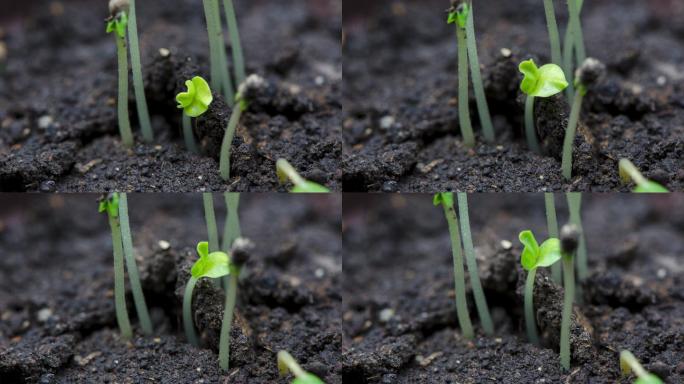 植物春天发芽延时视频