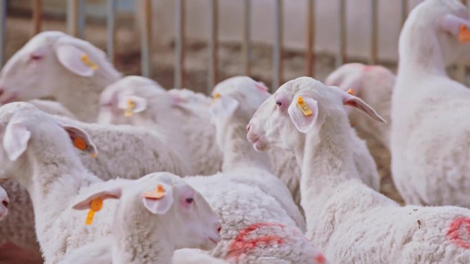 4k现代农业畜牧业牛羊养殖