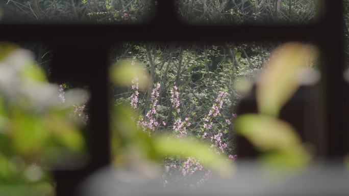 窗外的桃花空镜