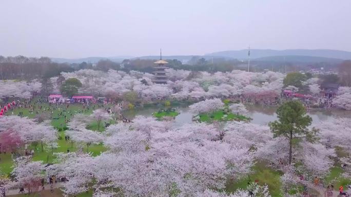 春天武汉东湖樱园樱花盛开游人赏花航拍