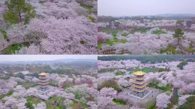 春天武汉东湖樱园樱花盛开游人赏花航拍
