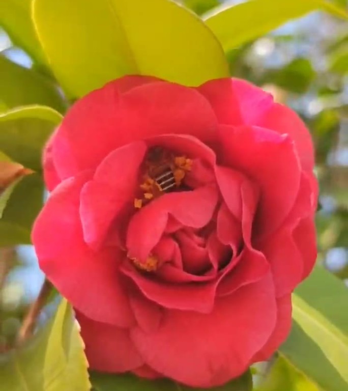 蜜蜂采花