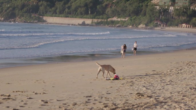 海浪 大海 海边   沙滩 散步 小狗