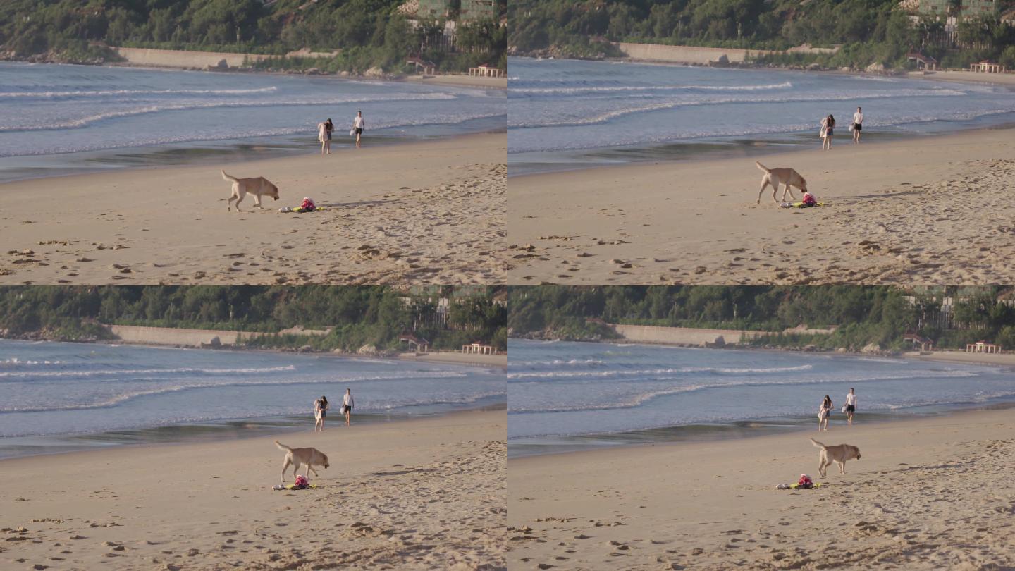 海浪 大海 海边   沙滩 散步 小狗