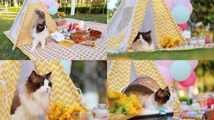猫咪野餐户外素材综合剪辑版