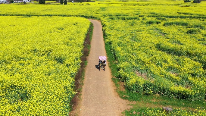 云南罗平油菜花海里骑车航拍