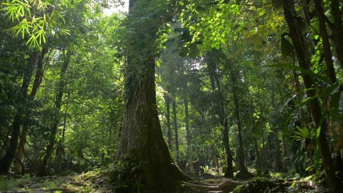 一棵大树在阳光下生长在热带雨林的绿色植物中。
