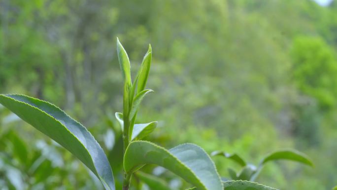 茶叶 春茶  绿茶 黄山毛峰 茶园 采茶