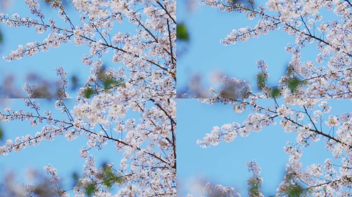 南京、樱花、鸡鸣寺、春天、飞花