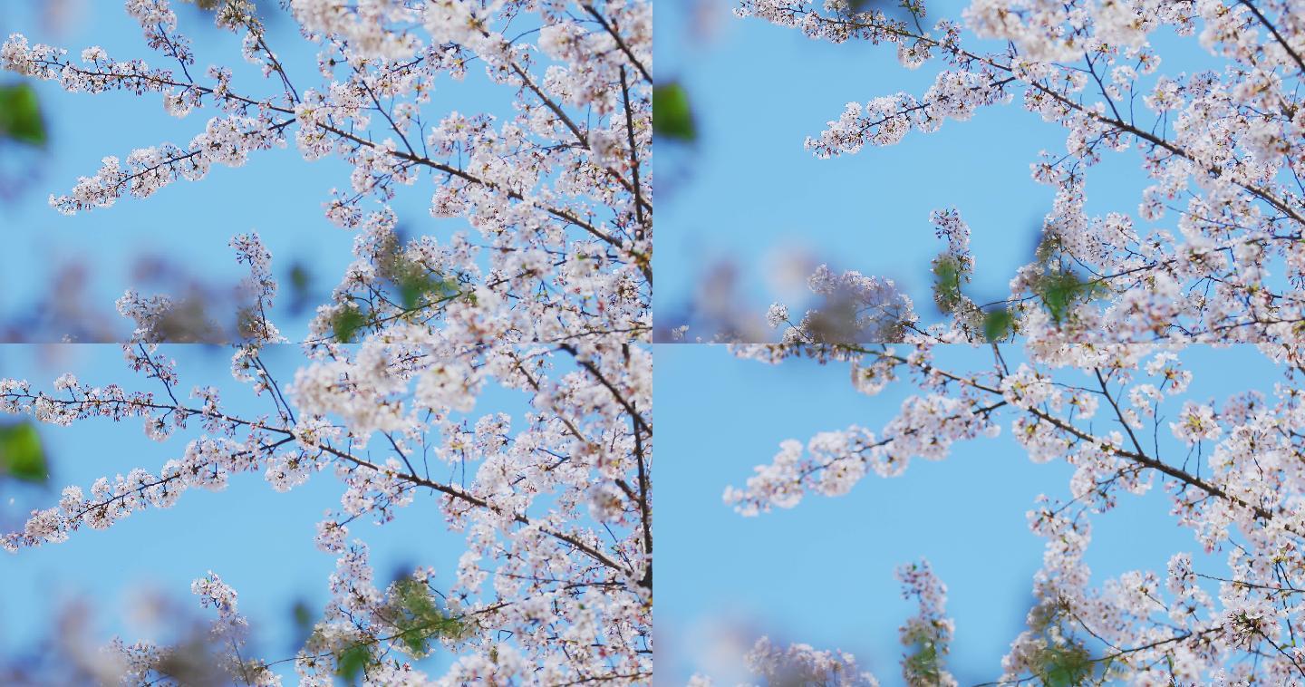 南京、樱花、鸡鸣寺、春天、飞花