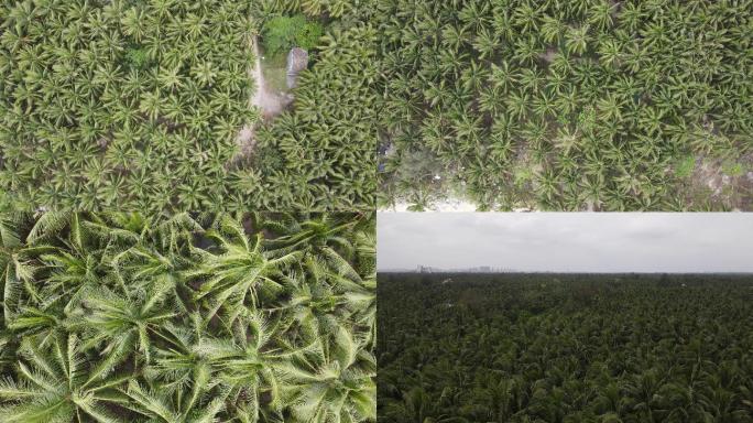 4K LOG海南椰林航拍空镜