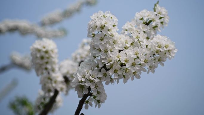 花李花空镜头