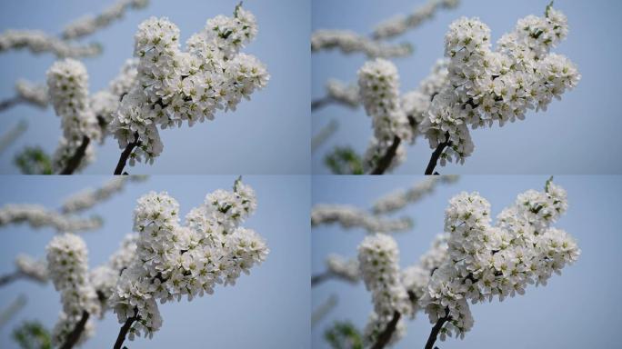 花李花空镜头