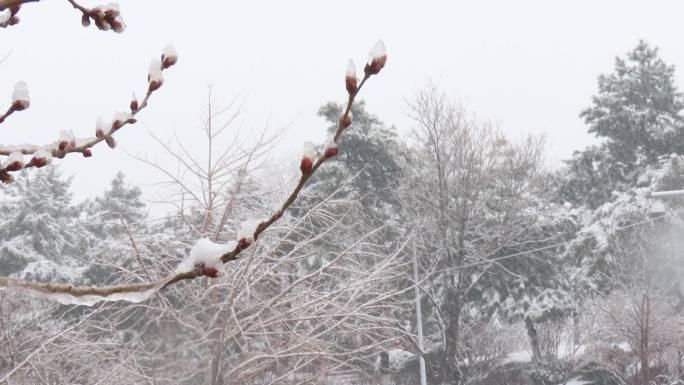 风雪迎春到