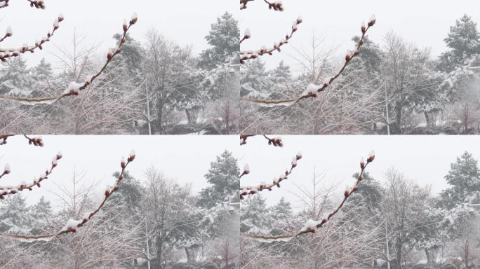 风雪迎春到