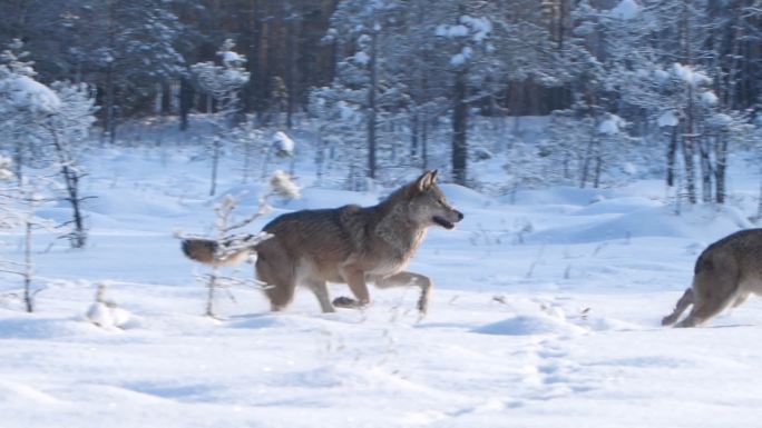 雪中的狼狼奔跑狩猎孤狼雪地里的狼群捕猎