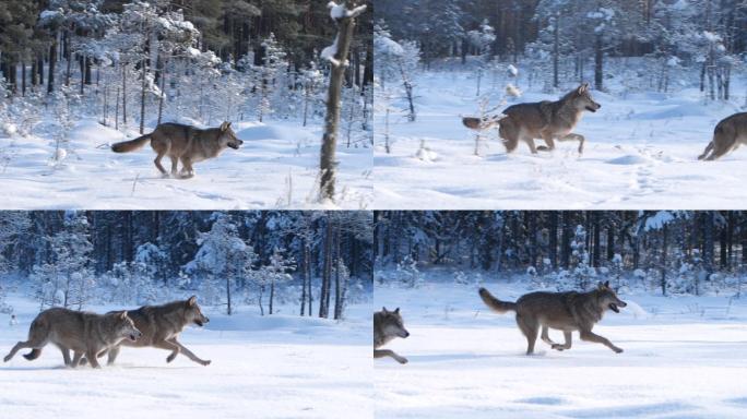 雪中的狼狼奔跑狩猎孤狼雪地里的狼群捕猎