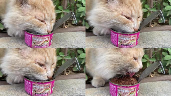 流浪猫吃罐头