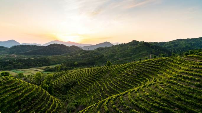 茶叶种植基地