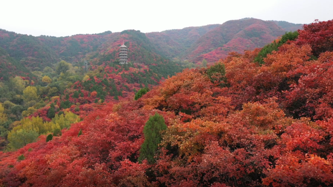 山东济南红叶谷景区红叶航拍