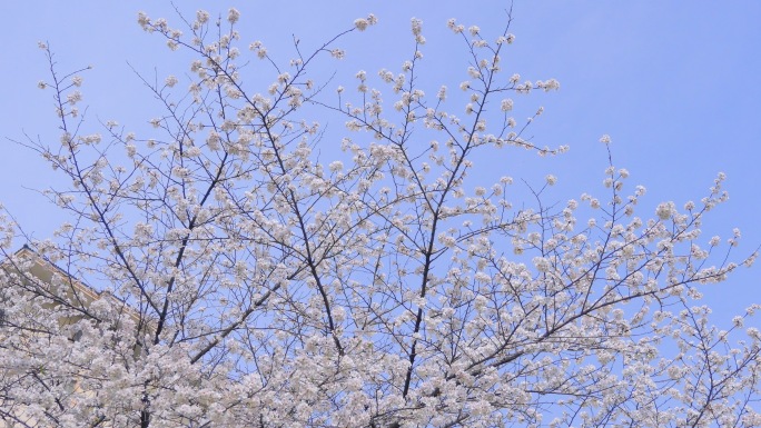 雨中樱花