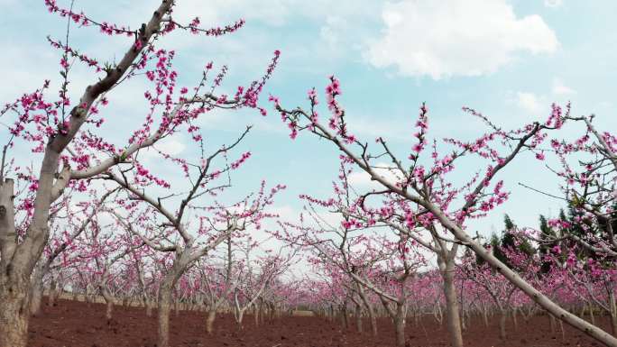 春天开满桃花的桃园