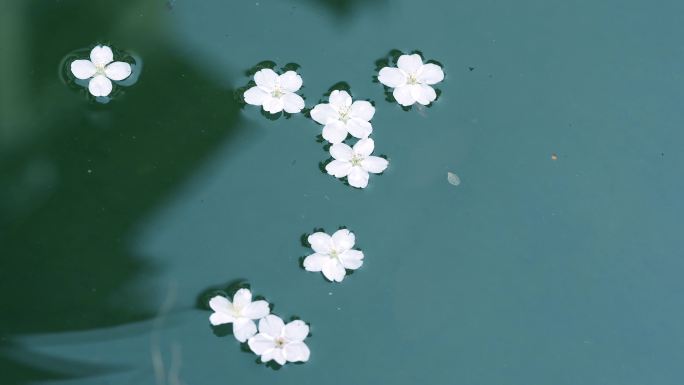 花朵掉落水中