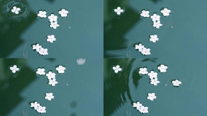 花朵掉落水中