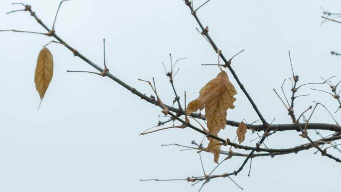 雨雪天气树木枝叶松柏枯枝