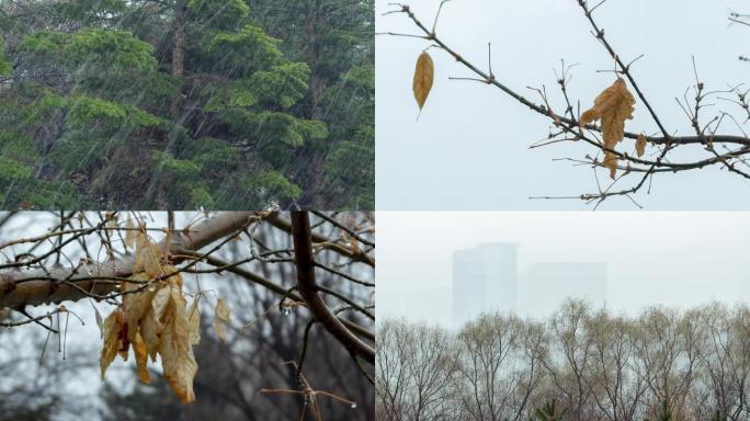 雨雪天气树木枝叶松柏枯枝